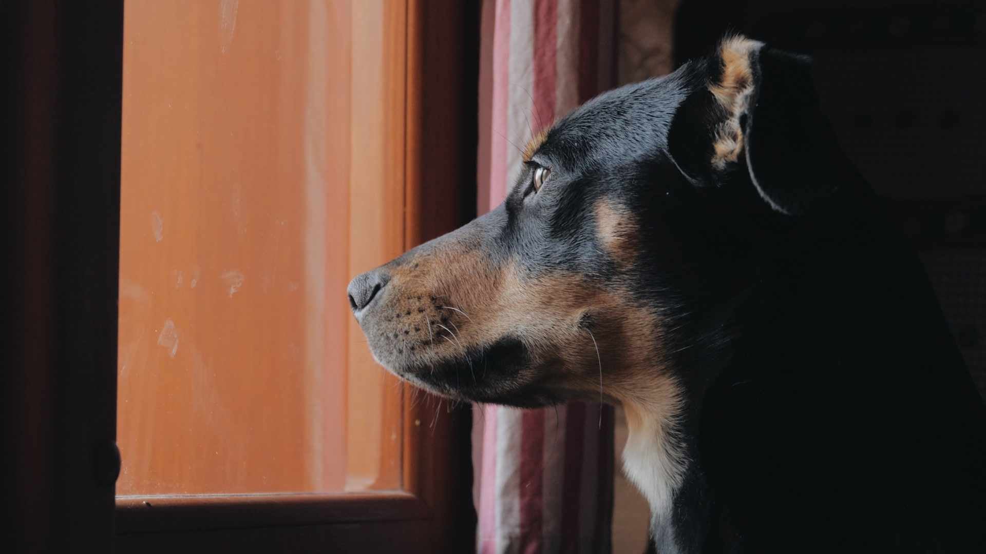 perro triste porque esta solo